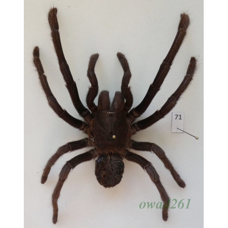 Spider ex. ovo +115mm71